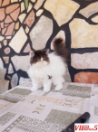 persiski macinja