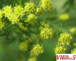 СЛАДОК ПЕЛИН -Artemisia annua-SLADOK PELIN