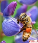 Пчелари, евидентирани или ергистрирани и земјоделски стопанства